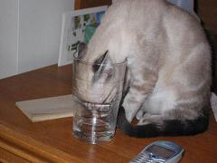 20080105170520-valou2iv88.jpg